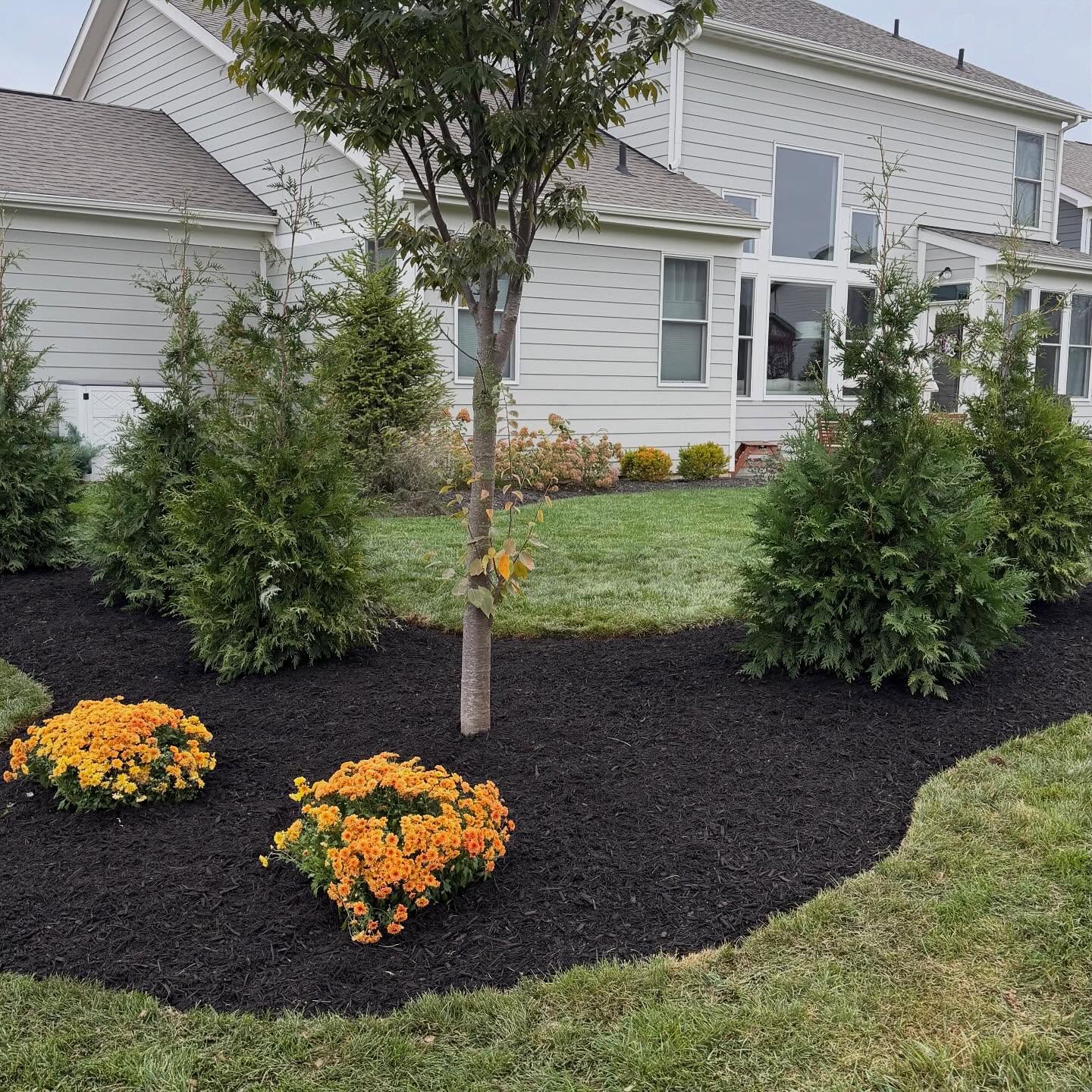 Landscaped backyard with arborvitae and fall mums