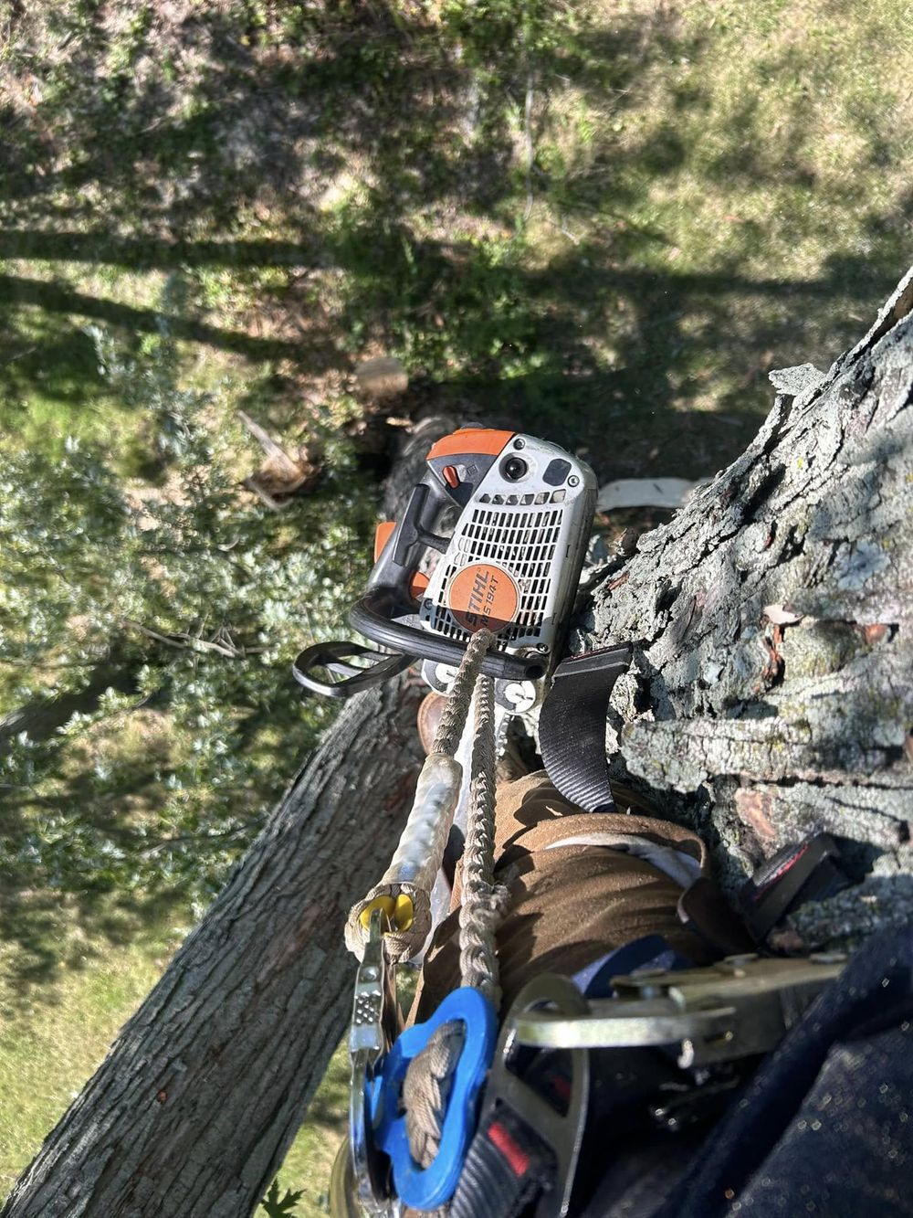 Climbing and cutting equipment used by LHLandscape