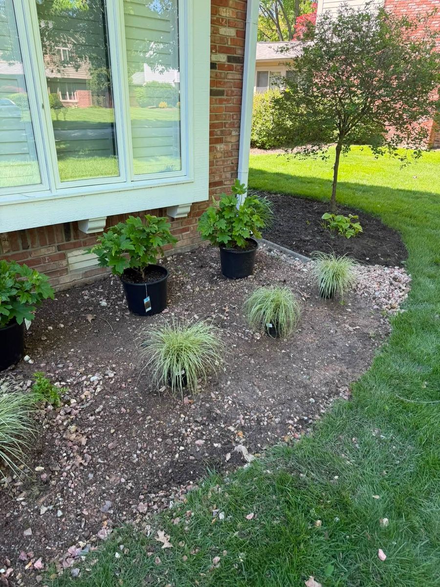 New shrub and grass planting