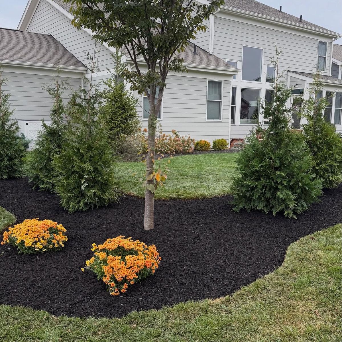 Backyard landscape bed with arborvitae