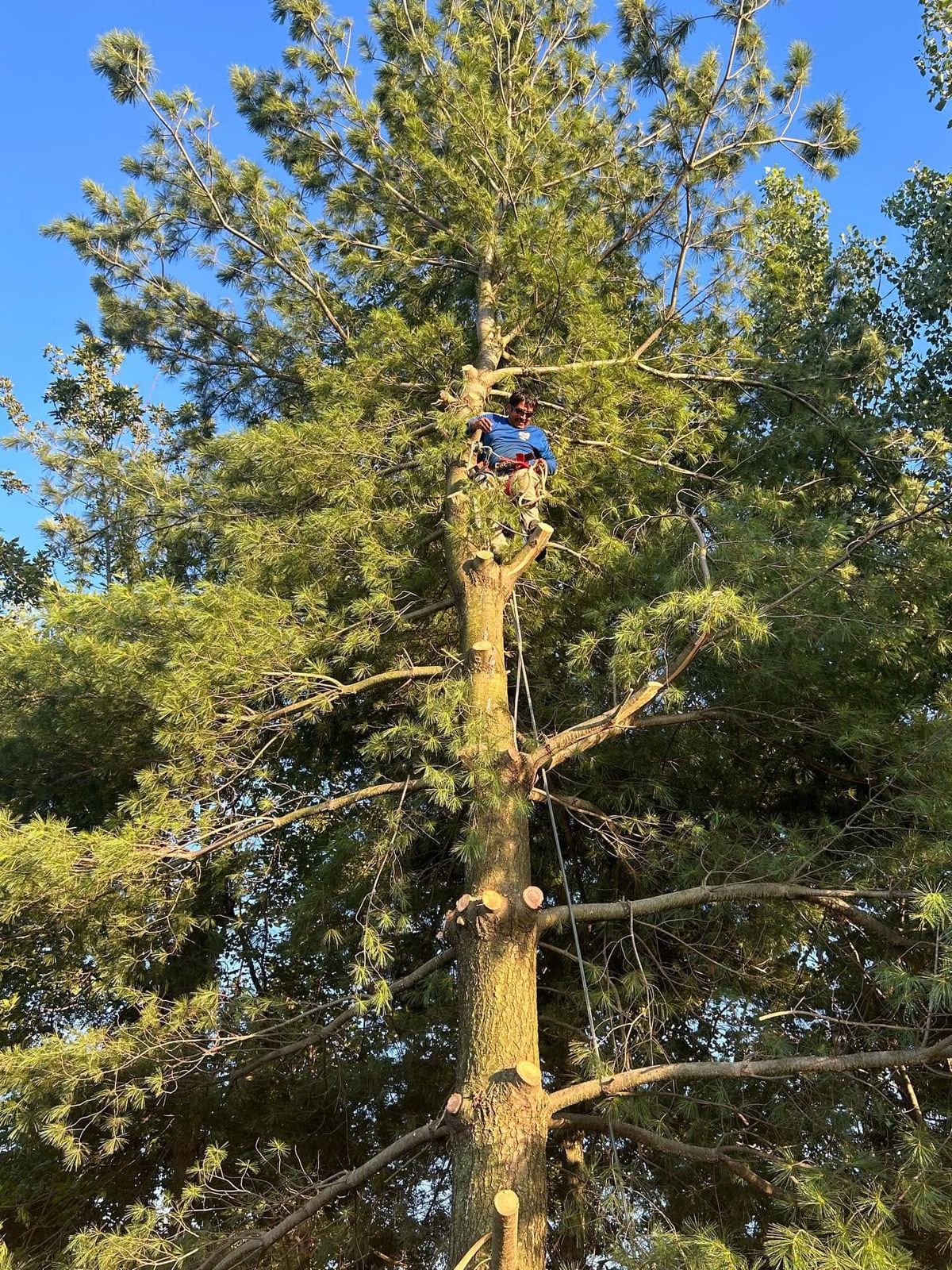 Tree climbing and pruning service